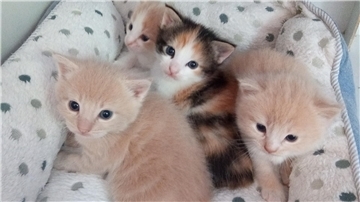 Katzenbabys