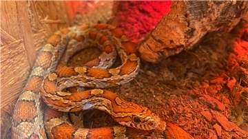 Diese Kornnattern möchte das Tierheim Bremerhaven gerne abgeben.
