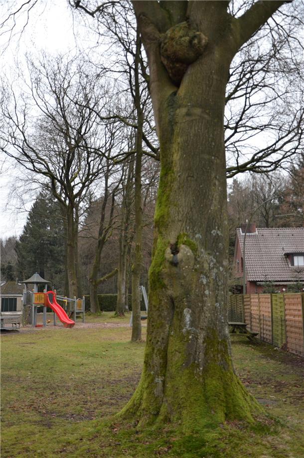 Im Gemeinderat: Diskussion um Baumfällungen in Hipstedt Diese mächtige Eiche auf dem Spielplatz an der Lycker Straße soll ebenfalls gefällt werden. Die Gemeinde beantragt die Fällung des von einem Pilz befallenen Baumes beim Landkreis.