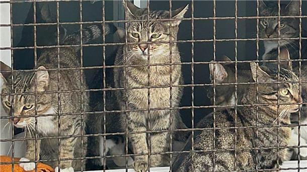Katzen blicken durch das Gitter ihres Geheges in einem Tierheim