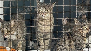 Katzen blicken durch das Gitter ihres Geheges in einem Tierheim