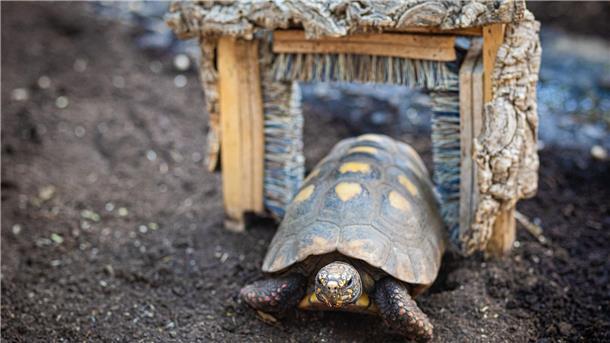 Schildkrötenpanzer putzen Diese Schildkröte krabbelt durch einen Durchgang mit Bürsten. Der sieht ein bisschen aus wie eine Mini-Waschstraße.