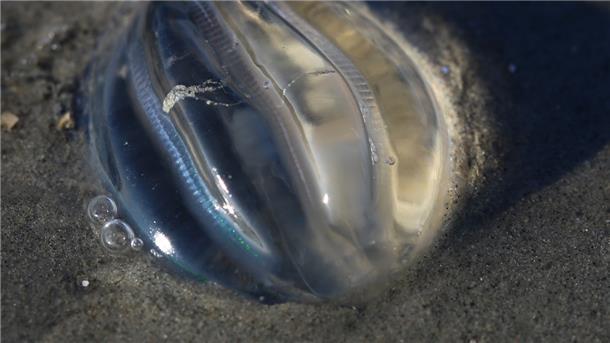 Diese Seestachelbeere wurde vom ablaufenden Wasser überrascht. Im richtigen Licht schimmern ihre Wimperplättchen in Regenbogenfarben.