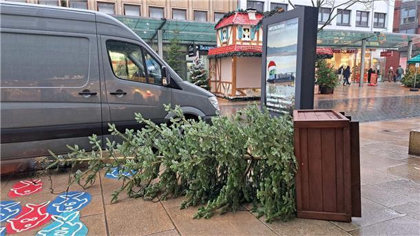 Diesen Tannenbaum hat der Wind umgepustet.