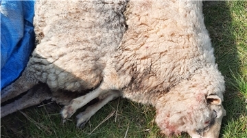 Dieser Anblick lässt Familie Stankiewicz aus Wurthfleth verzweifeln. Zwei ihrer drei Schafe liegen am Freitag tot hinterm Haus. Entsprechendes Material wird derzeit genetisch auf Wolfsspuren untersucht. Foto Privat