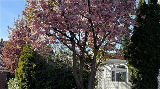 Japanische Kirschblüte