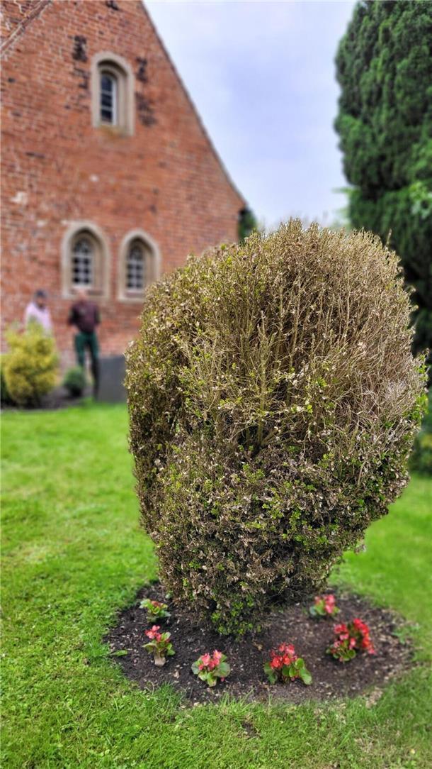 Dieser Solo-Buchsbaum auf dem Friedhof in Misselwarden haben Buchsbaumzünsler kahlgefressen. Nach kühlen Temperaturen und viel Regen treibt das Gehölz zaghaft wieder aus.