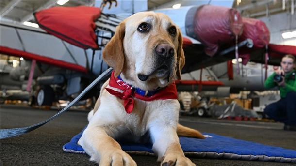 Dieser Hund gehört auf ein Schiff.