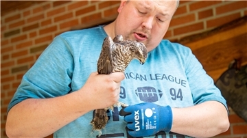 Ein Mann hält einen jungen Sperber in der Hand.