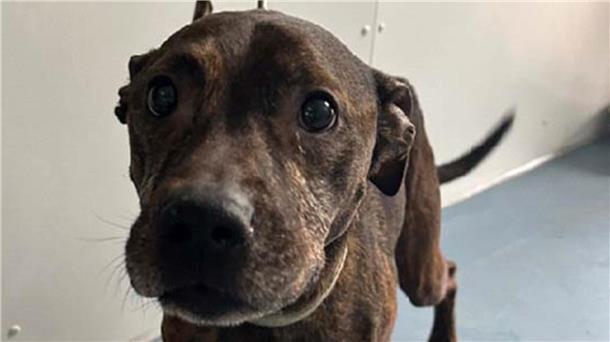 Hund nahe Tierheim an Haltestelle ausgesetzt Dieser Mischlingsrüde wurde in Bremerhaven-Wulsdorf ausgesetzt. Die Polizei hofft, dass sie den Eigentümer findet.