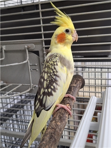 Dieser Nymphensittich wurde am Freitag in Bremerhaven-Geestemünde gefunden und wartet nun im Tierheim auf seine Besitzer. 