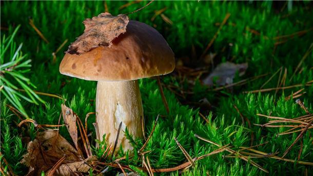 Dieser Steinpilz ist eher klein.