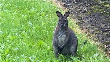 Ein Känguru auf einer Wiese.