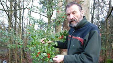 Dieter Röhnisch blickt zufrieden auf einen Ilex im Holzurburger Wald. Die roten Beeren sind prall und voll ausgeprägt. „Ein gutes Zeichen“, sagt er.