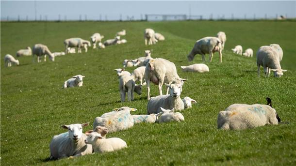 Schafe und Lämmer liegen und stehen auf einem Deich. Digitale Anwendungen erleichtern das Management von Schaf- und Ziegenherden, während Herausforderungen wie der Wolf und die Blauzungenkrankheit die Weidetierhaltung erschweren. Beim 9. Schaf- und Ziegentag der Landwirtschaftskammer Niedersachsen (LWK) in Verden informierten sich rund 100 Besucherinnen und Besucher über aktuelle Entwicklungen.