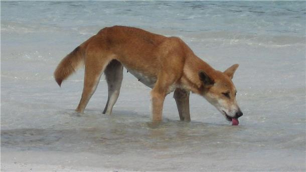 Neuer Dingo-Angriff in Australien: Joggerin im Krankenhaus Dingos sind verwilderte Haushunde.