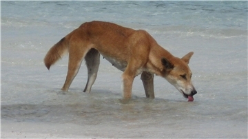 Dingos sind verwilderte Haushunde.