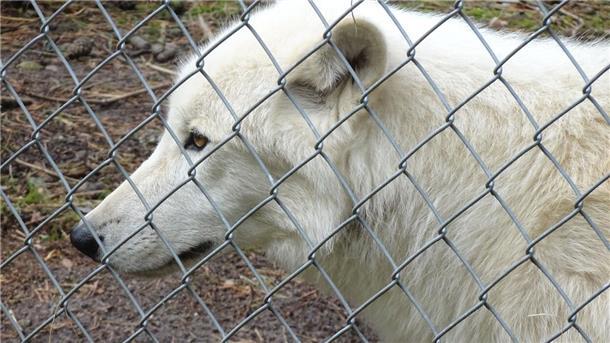 Weißer Wolf