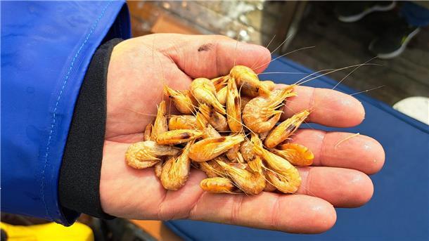Kutter „Claudia“: Die besten Fotos von der Fangfahrt für den Krabbentag Direkt auf dem Kutter schmecken frische Krabben besonders gut.
