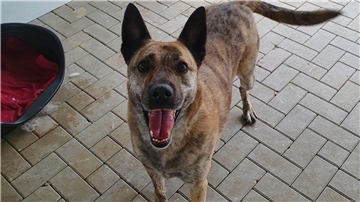 Schäferhund-Mi