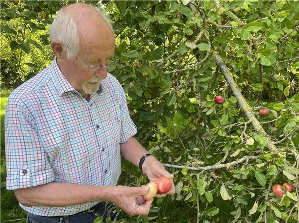 Dr. Dankwart Seipp bei der Arbeit auf der Streuobstwiese am Mitteldeich.