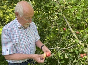 Dr. Dankwart Seipp bei der Arbeit auf der Streuobstwiese am Mitteldeich.
