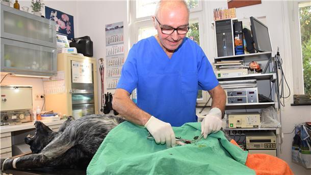 Dr. Rolf Urbich bei einer Operation: Aufgrund eines Tumors müssen bei Hund Lecter die Hoden entfernt werden.