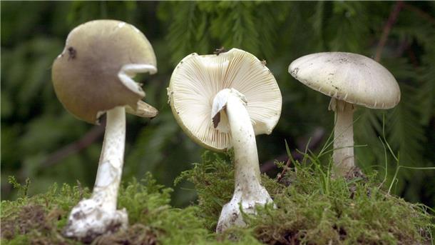 Drei giftige Grünen Knollenblätterpilze stehen im Rostocker Botanischen Garten.