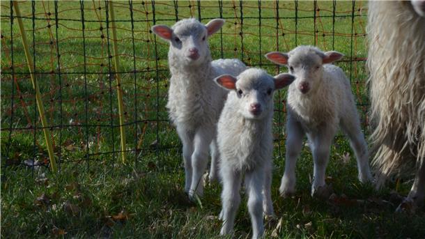 Drei Lämmer auf einen Streich: Was die Natur eigentlich nicht vorgesehen hat, wurde jetzt in Frankenbostel wahr.