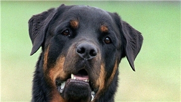 Drei Rottweiler haben in Italien einen Jogger zu Tode gebissen. (Symbolbild)