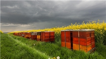 Dunkle Wolken kündigen vor einem blühenden Rapsfeld mit Bienenstöcken in Baden-Württemberg Regen und Gewitter an.