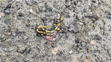 Auf dem Boden liegt ein überfahrener Feuersalamander.