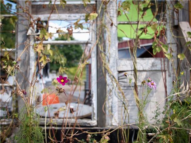 Kennen Sie diese traumhaften Fotospots in Bremerhaven? Durch Urban Gardening, also die kleinräumige Bepflanzung städtischer Flächen, ist der Zollinlandplatz zur grünen Oase geworden und bietet sich somit für Fotos von Blumen und Pflanzen an.