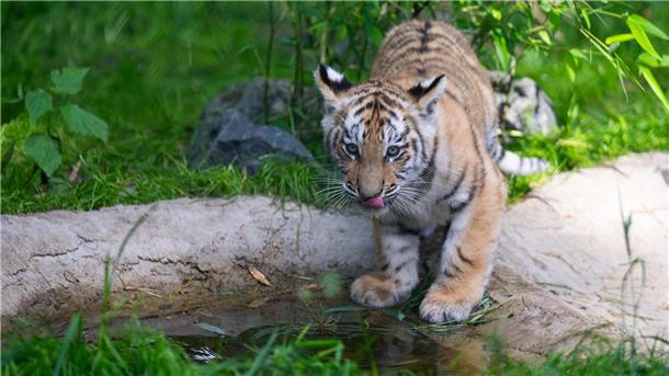 Erstmals Nachwuchs bei Sibirischen Tigern im Serengeti-Park Durstig: Einer der beiden knapp drei Monate alten Sibirischen Tiger schlabbert Wasser.