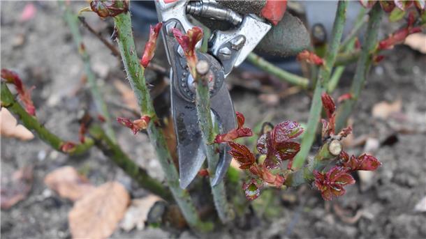 Warum jetzt der richtige Zeitpunkt ist, um Büsche im Garten kräftig zu schneiden Rosenschnitt