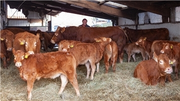 Egal, ob groß oder klein: Limousin-Rinder gelten als robust und pflegeleicht. Auf dem Hof der Lilienthals in Holßel gibt es ein ganz besonderes Exemplar.