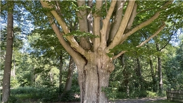 Blick auf einen alten Baum in einem Park.