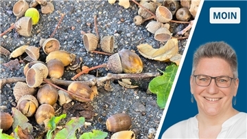 zweigeteiltes Bild: rechts braune Eicheln liegen auf grauem Pflaster, links Frau in weißer Bluse mit Brille