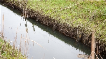 Eigentlich soll die hölzerne Uferbefestigung dauerhaft unter Wasser stehen. An der Misselwardener Wasserlöse war das Anfang des Monats nicht der Fall.