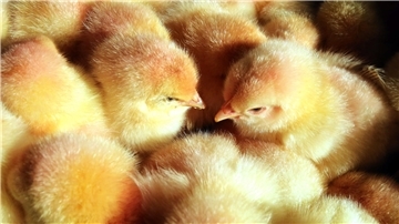 Eigentlich sollte es zum 1. Januar eine Gesetzesverschärfung im Sinne des Tierschutzes geben. Jetzt ist die Geschlechtsbestimmung im Ei ab 2024 länger möglich.