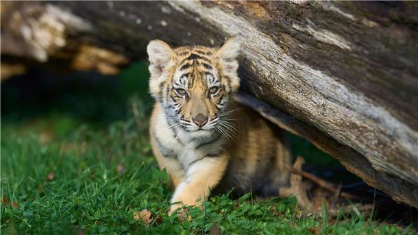 Ein 14 Wochen altes Tigerbaby spielt in einem Gehege. (Archivbild)