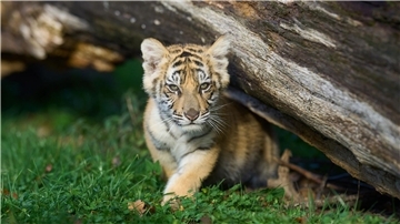 Ein 14 Wochen altes Tigerbaby spielt in einem Gehege. (Archivbild)