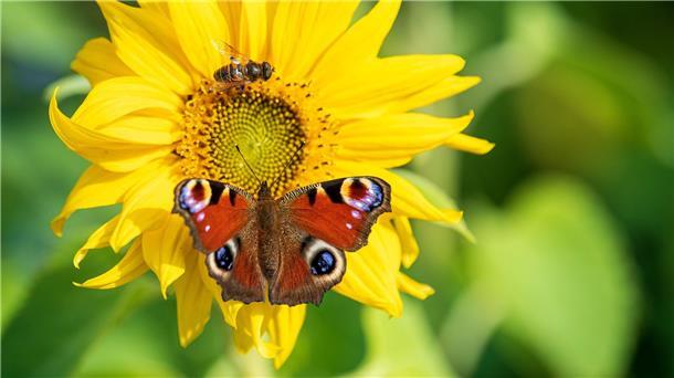 Ein Abkommen des Weltnaturgipfels soll die Lebensräume von Insekten und anderen Arten schützen.