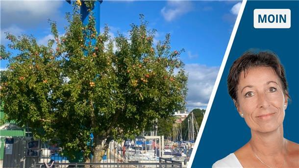 Vorsicht Fallobst: Rätsel um rotbackige Äppel Ein Apfelbaum mit roten Früchten und eine Frau