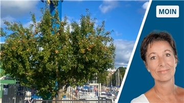 Vorsicht Fallobst: Rätsel um rotbackige Äppel Ein Apfelbaum mit roten Früchten und eine Frau