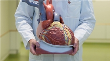 Ein Arzt zeigt ein anatomisches Modell des menschlichen Herzens.
