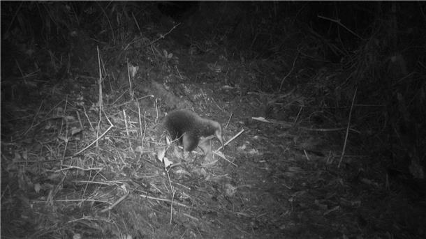 Ein Attenborough-Langschnabeligel ist in den Zyklopenbergen der indonesischen Provinz Papua vor die Linse einer Kamera gelaufen.