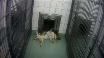 Ein Beagle hängt am Langzeit-EKG im Tierversuchslabor in Mienenbüttel.