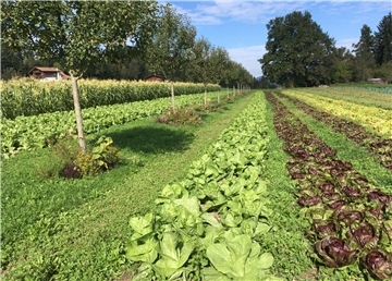 Ein Beispiel für Agroforst: Bäume und Ackerkulturen können miteinander