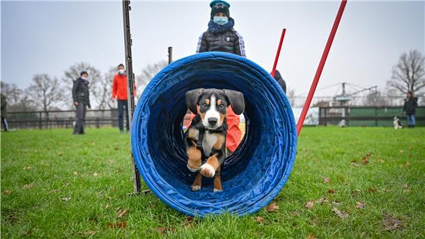 Ein Besuch beim Hundetraining von Canan Matthießen.